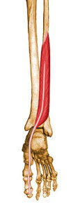 Hip pain treatment and the muscles of the foot and leg