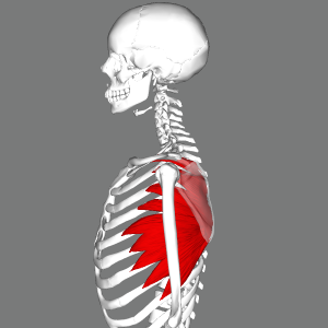 Serratus anterior muscle and shoulder pain treatment